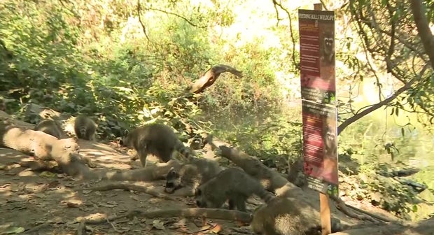 Raccoons in Golden Gate Park 