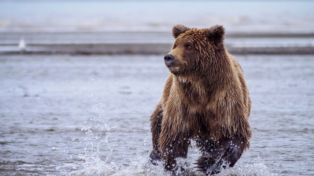 Coastal brown bear, or Grizzly Bear, chasing silver salmon, Cook Inlet, Alaska. 