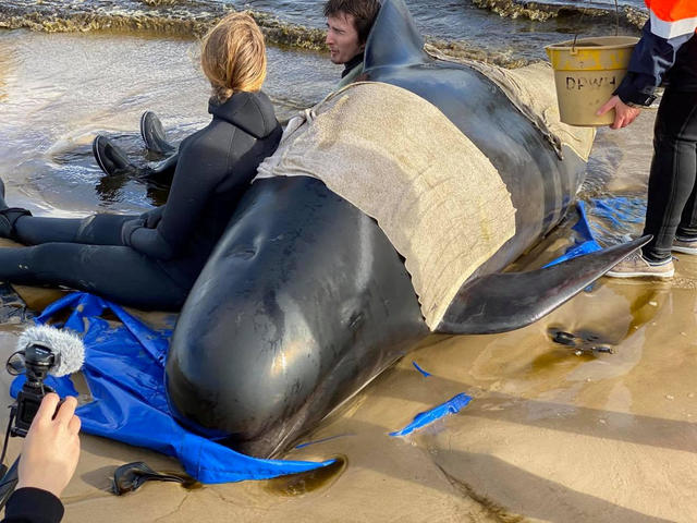 Race to save almost 50 pilot whales after same number die in mass stranding  on WA beach, Whales