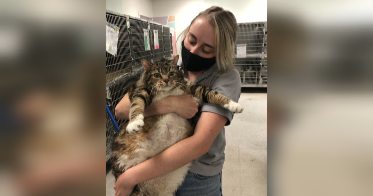 After More Than 100 Responses, 29Pound Cat Named Lasagna Finds Fur