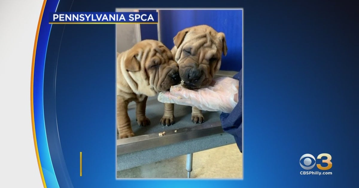 Pennsylvania SPCA Rescues 9 Puppies From Horrible Conditions At