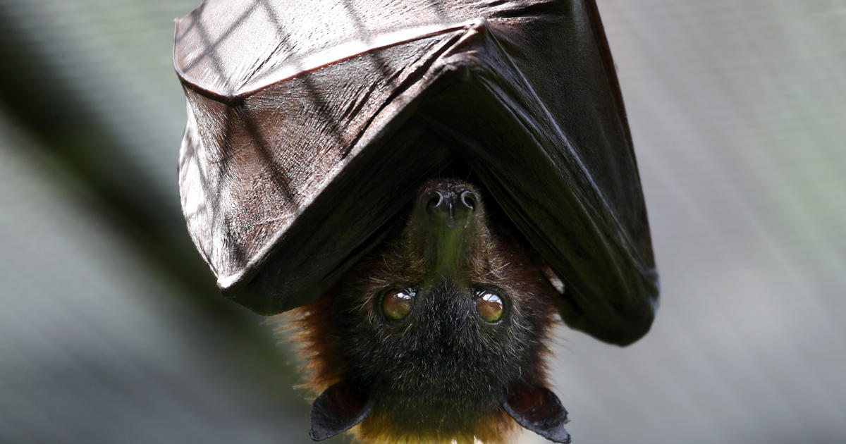 National Park Service issues warning after California woman is bitten by bat with rabies