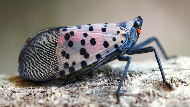 spotted-lanternfly.jpg 