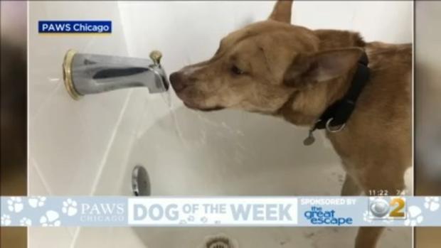 PAWS Dog Of The Week: Holt 