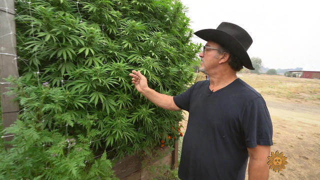 jimbelushi-cannabis1920-555016-640x360.jpg 