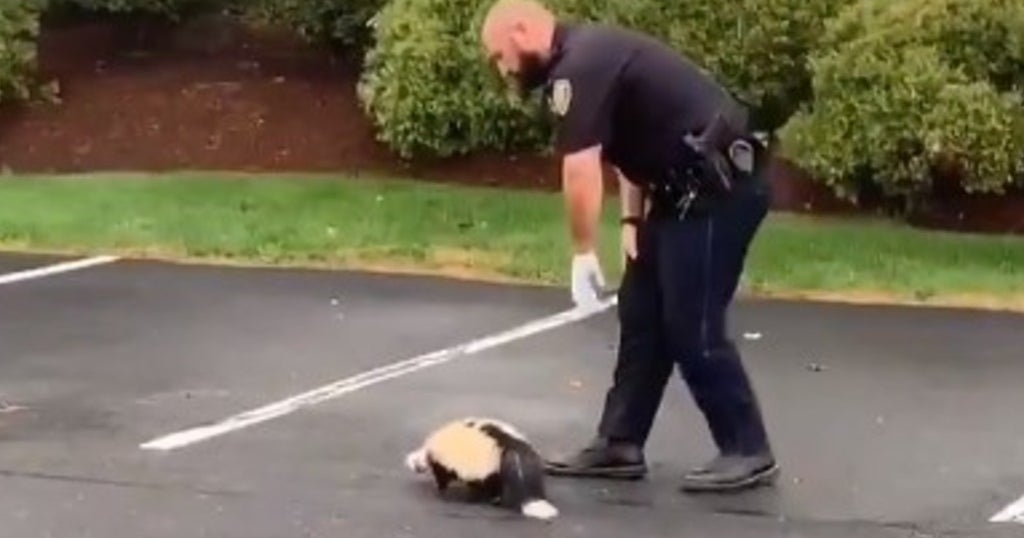 Tewksbury Police Officer Frees Skunk With Head Stuck In Container - CBS ...