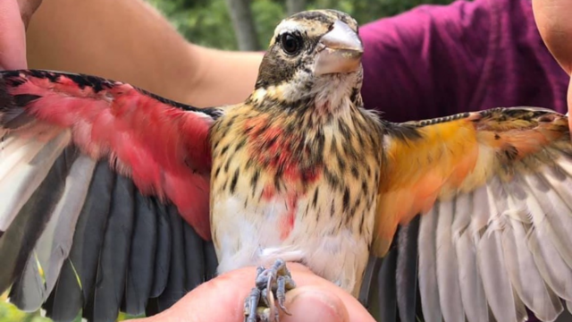 Rose-breasted-Grosbeak-gynandromorph.png 