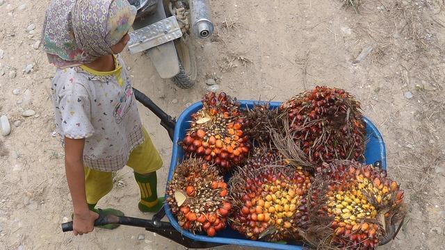 cbsn-fusion-investigation-uncovers-child-labor-and-slavery-in-lucrative-palm-oil-industry-thumbnail-556098-640x360.jpg 