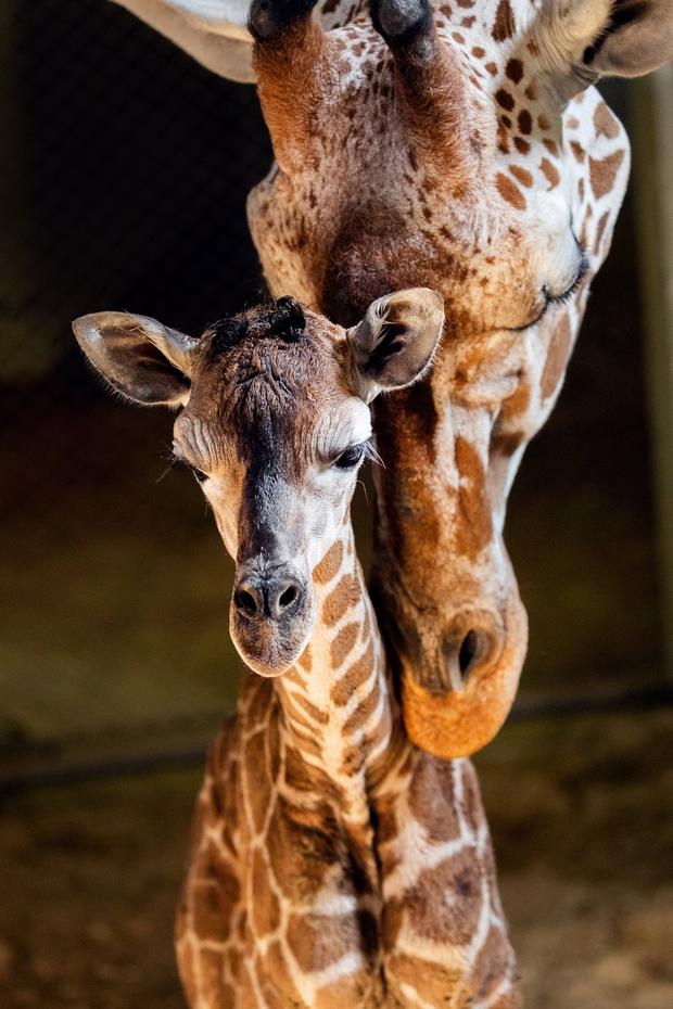 baby giraffe and mom 