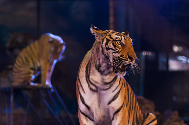 tiger in the circus arena 