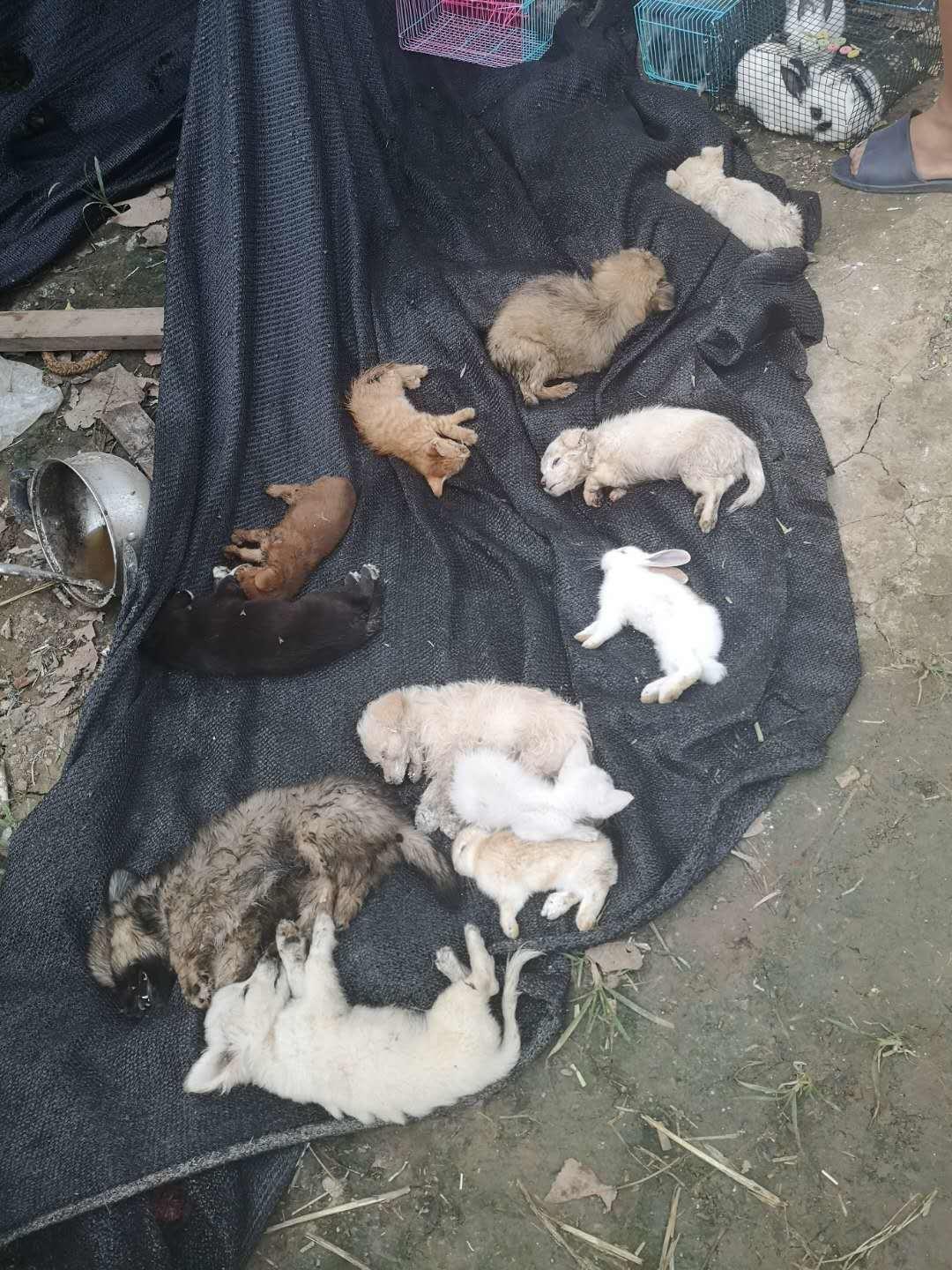 china-dead-pets-henan-depot.jpg 