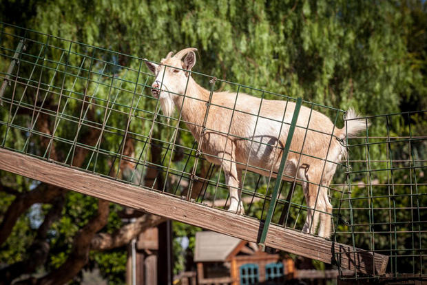 goat underwood family farms 