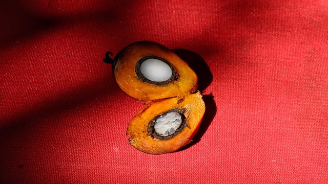 Norwegian Minister Trade And Industry Deligation visit Palm Oil Palm Plantation In Malaysia 