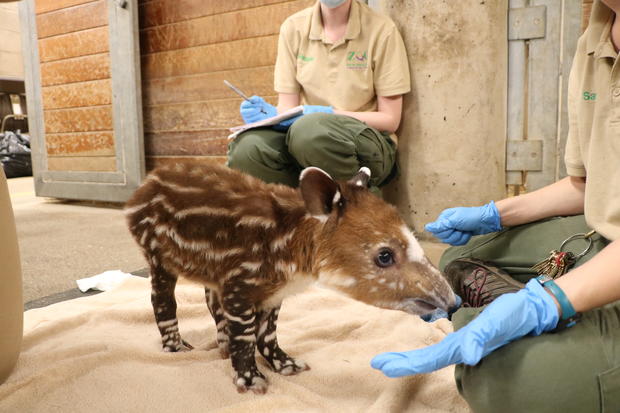 tapir twins exam on 9-30-20 (2) 