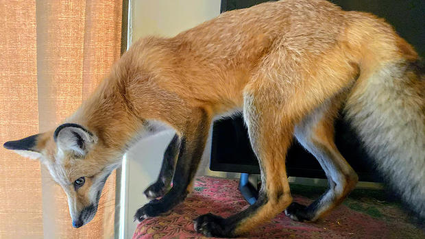 fox2 