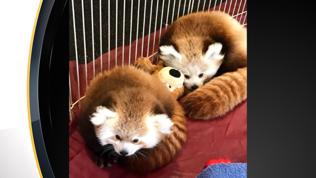 erie-zoo-red-panda-cubs 