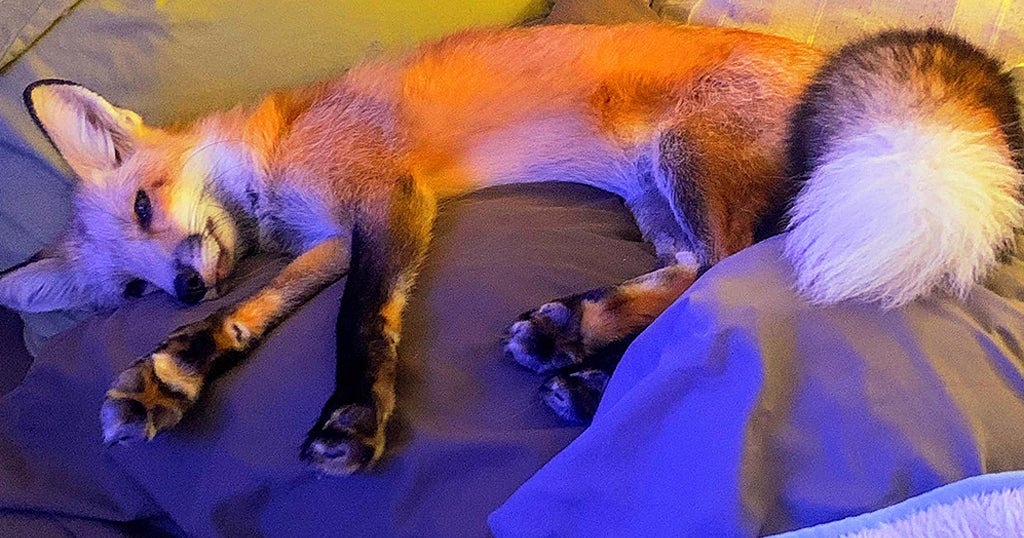 Fox Saved From Possible Euthanization By NH Governor - CBS Boston
