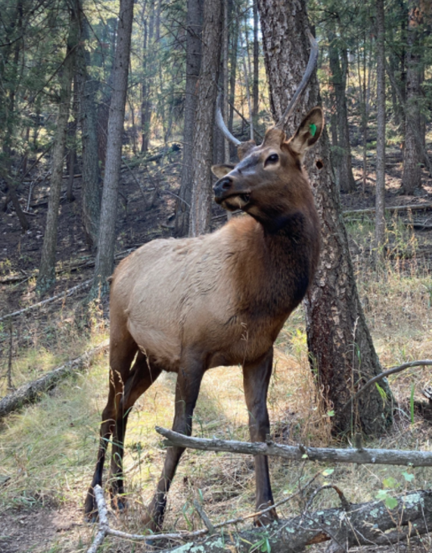 Elk Hoof Can 5 (CPW NE Region tweet) 