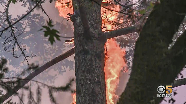 fire-glass-tree.jpg 