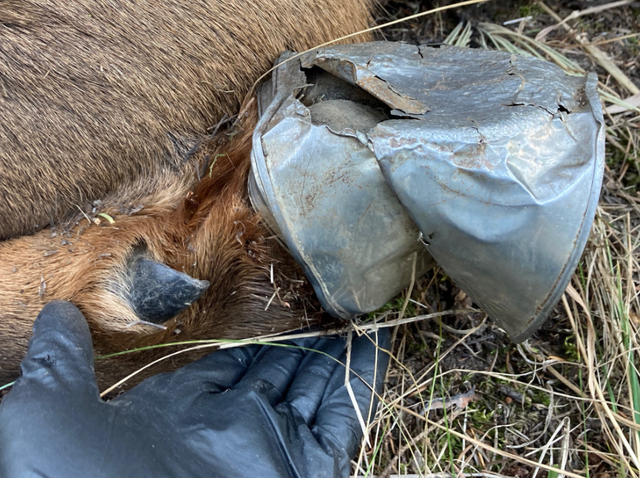 Elk Hoof Can 2 (CPW NE Region tweet) 