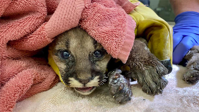 mountain-lion-cub-rescued-california.jpg 