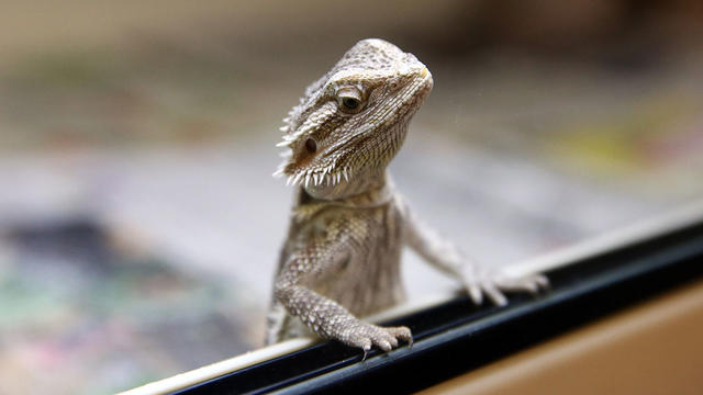 bearded-dragon.jpg 