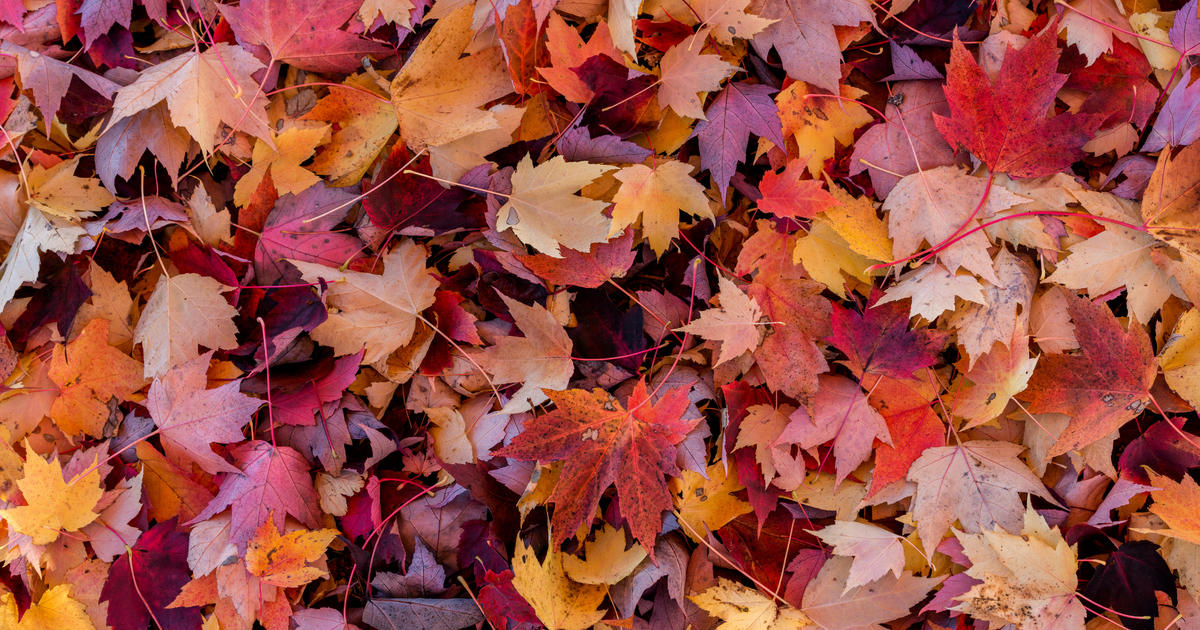 Denver LeafDrop