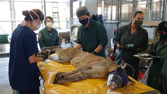 ucd-vets-treating-bobcat.jpg 