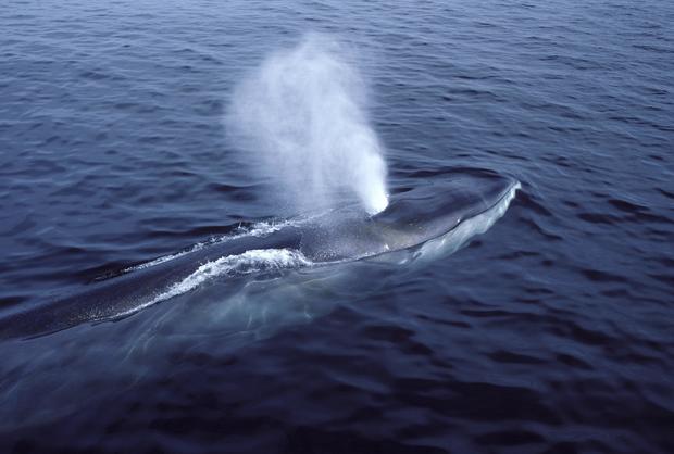 Fin whale. 