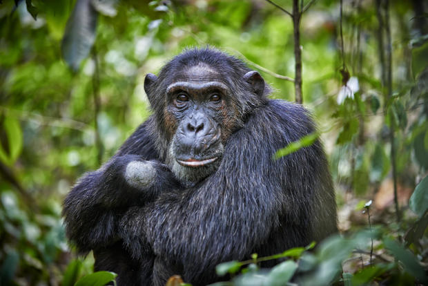 Enchanting: Daily Life Of Chimps In Uganda's Kibale National Park 