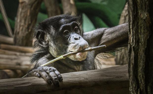 Bonobos in Planckendael 