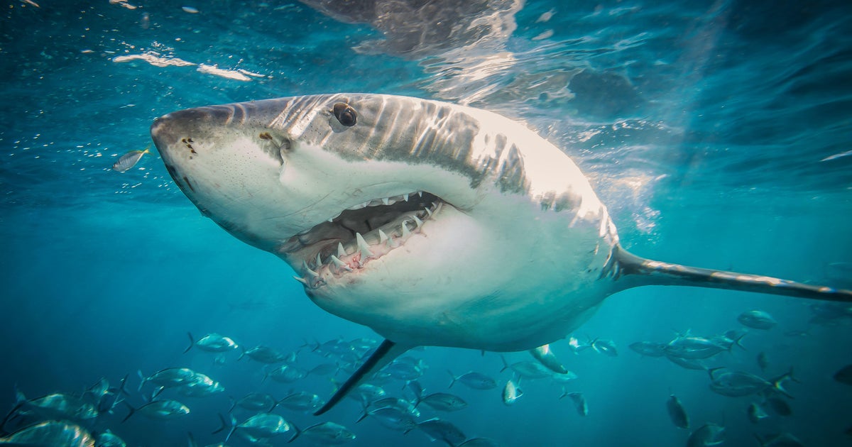 Chinese vlogger in hot water after clip of her roasting and eating great white shark goes viral