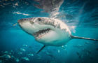 Great White Sharks: The Graceful Giant Behind Hollywood's Bloodthirsty Predator 