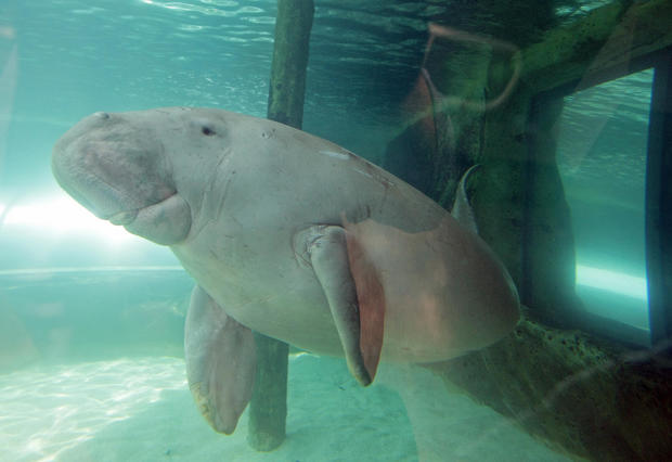 'Wuru' the dugong (Dugong dugon) aquaint 