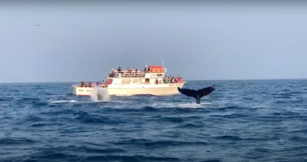 Newport Beach Whales Waving 