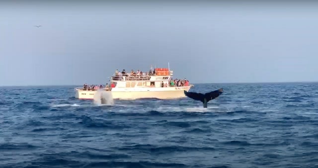 Newport Beach Whales Waving 