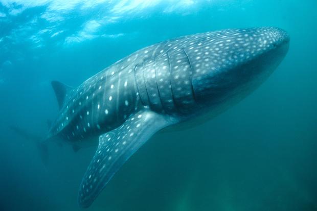Whale shark 