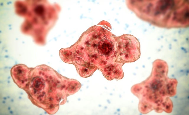 Naegleria-fowleri.jpg