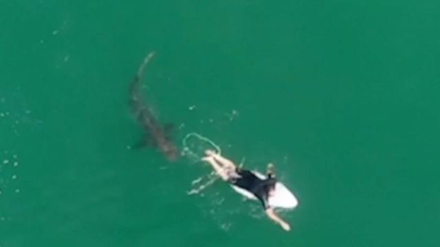 cbsn-fusion-unsettling-drone-video-shows-surfers-close-encounter-with-massive-shark-thumbnail-561964-640x360.jpg 