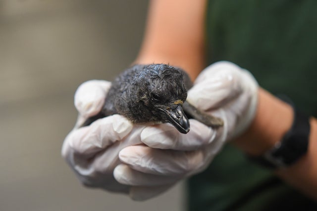 Maryland Zoo penguin chicks 