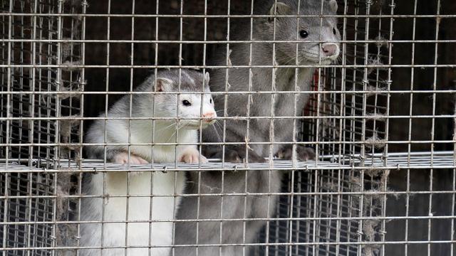 Close-Up Of Mink 