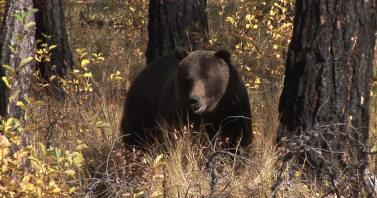 Grizzly Bear Preys On Black Bear in Gnarly Video - Men's Journal