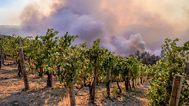 vineyard-firesmoke.jpg 