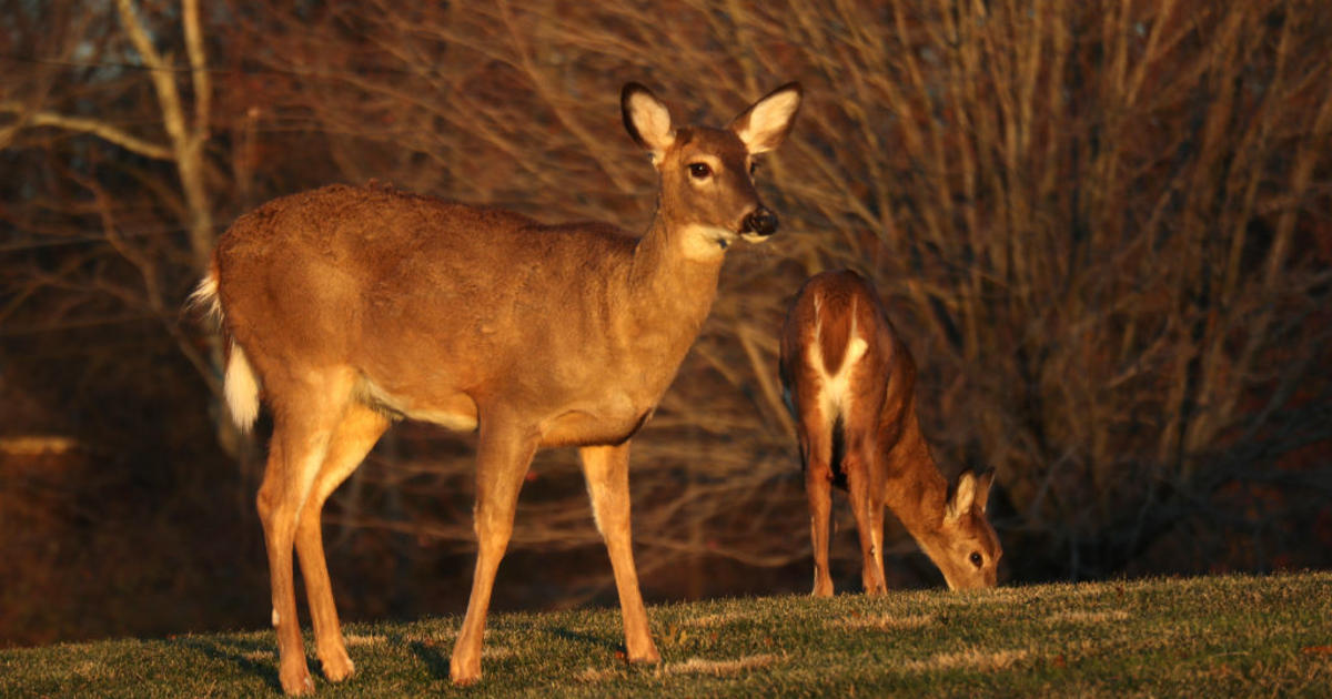 Minnesota DNR Shares List Of Reminders As Deer Hunting Season Opens