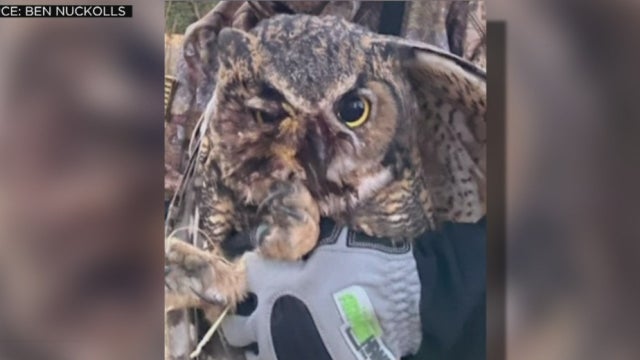 owl-rescue.jpg 