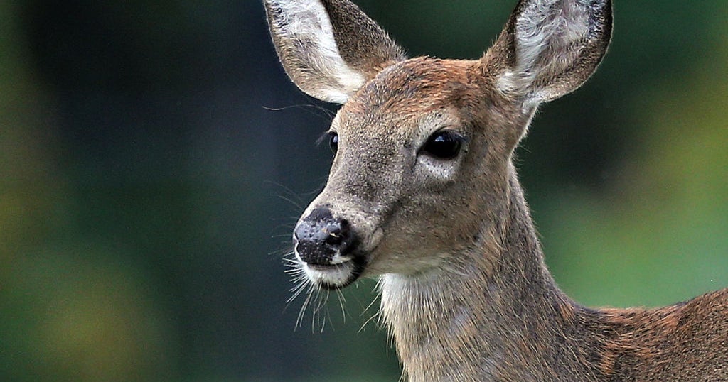 Spotting mountain lions is becoming a Pennsylvania pastime. But