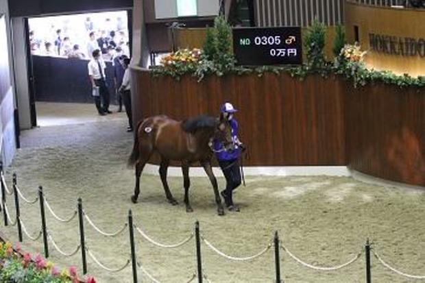 japan-kento-horse-auction.jpg 