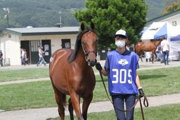 japan-kento-horse.jpg 