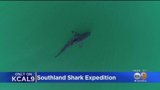 Sharks-Off-SoCal-Coast.jpg 