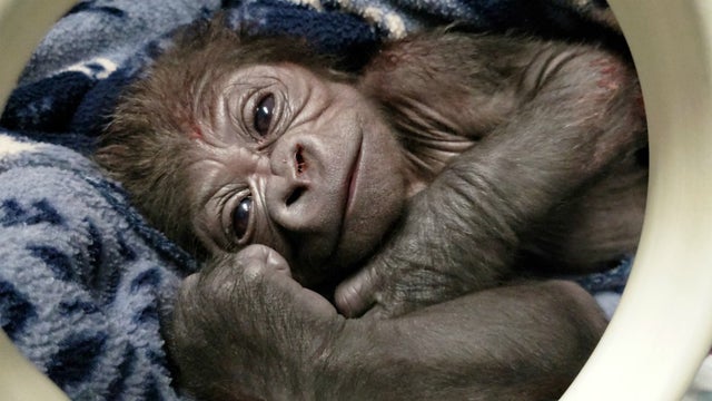 western-lowland-gorilla-baby-rests-in-incubator-shortly-after-birth.jpg 